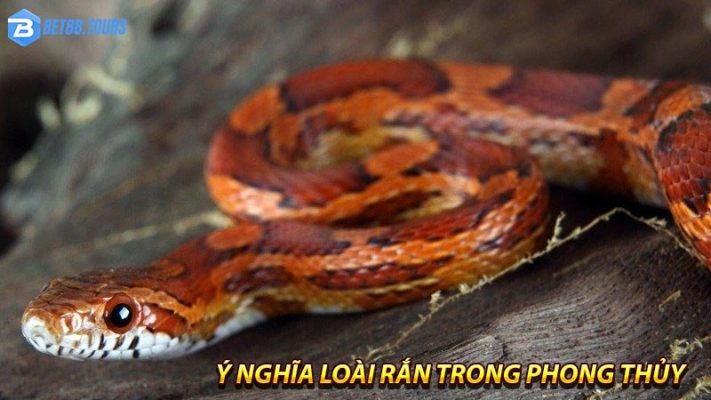 Ý nghĩa loài rắn trong phong thủy